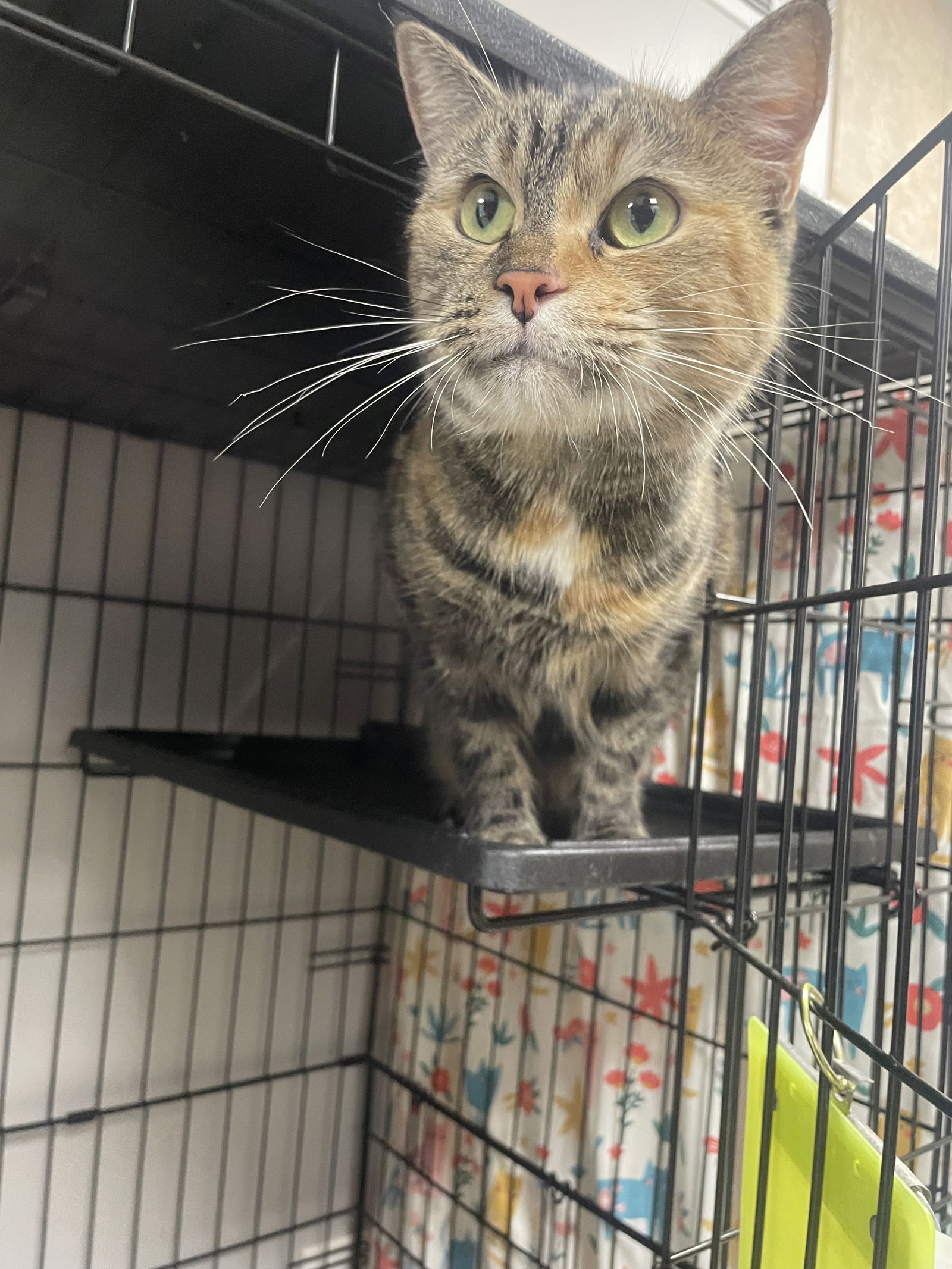 adoptable Cat in Melbourne, FL named AmaLee