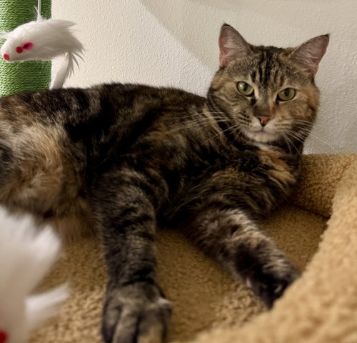 AMALEE - Domestic Short Hair available for adoption