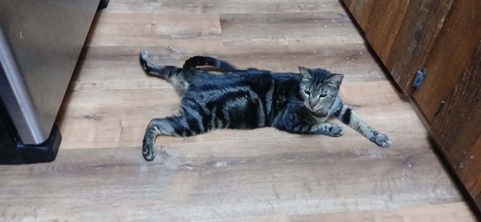 adoptable Cat in Melbourne, FL named Ratio