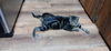 adoptable Cat in melbourne, FL named Ratio