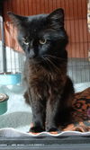 adoptable Cat in  named Realeza
