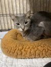 adoptable Cat in melbourne, FL named Midas
