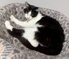 Dot CC - Photo 4