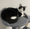 Dot CC - Photo 1