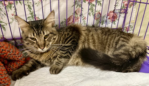 NOVEMBER D - Domestic Medium Hair available for adoption