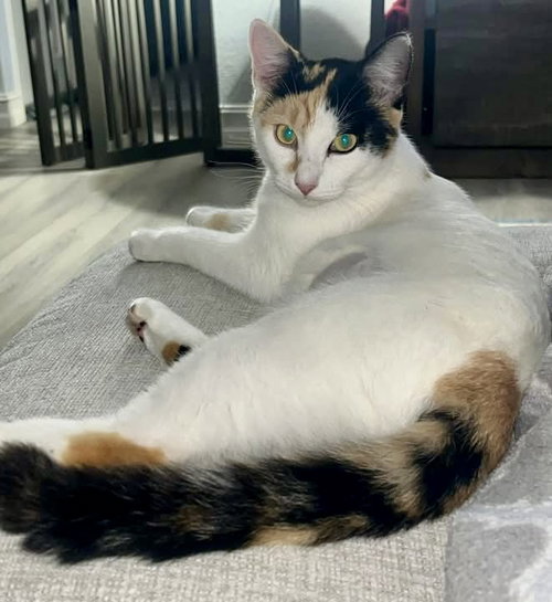 Japonica, Adult Domestic Short Hair / Mixed (short coat), cat for adoption in St. Cloud, Florida