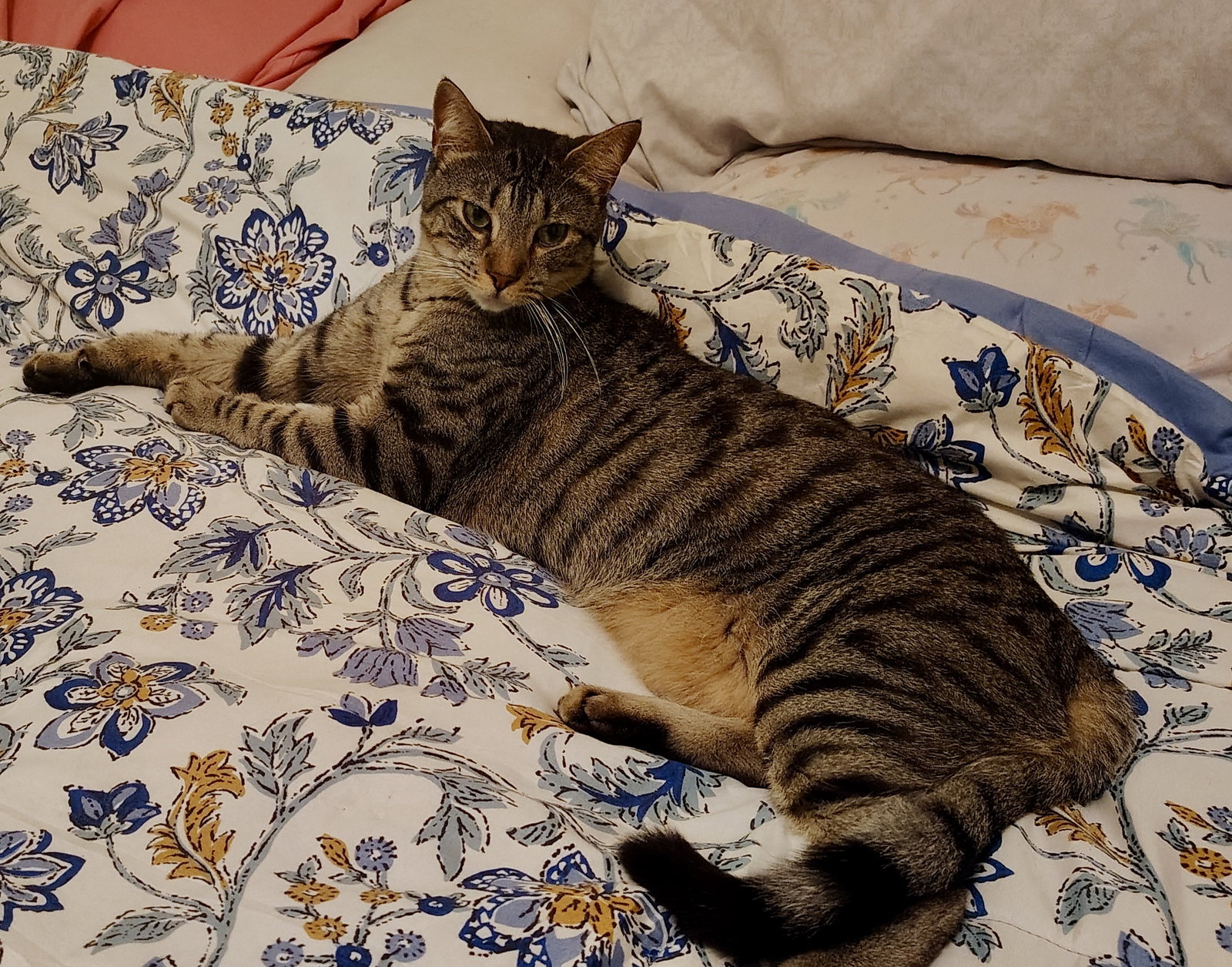 Gigi NC Image