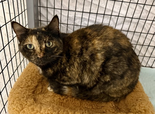 Kit Kat Cunningham, an adoptable Domestic Short Hair in Melbourne, FL