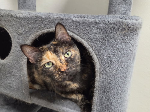 KIT KAT CUNNINGHAM - Domestic Short Hair for adoption in Palm Bay