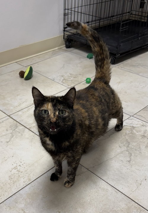 KIT KAT CUNNINGHAM - Domestic Short Hair available for adoption