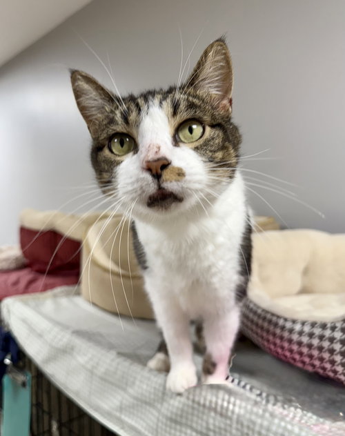 ECHO CUNNINGHAM - Domestic Short Hair available for adoption