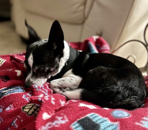 Max G, an adoptable Chihuahua in Melbourne, FL