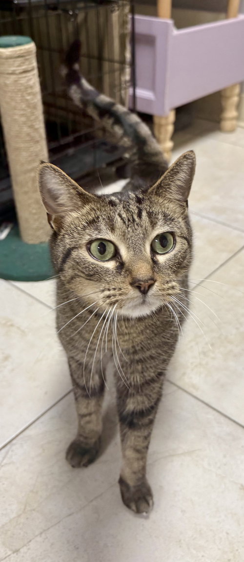 PETER PAN - Domestic Short Hair available for adoption