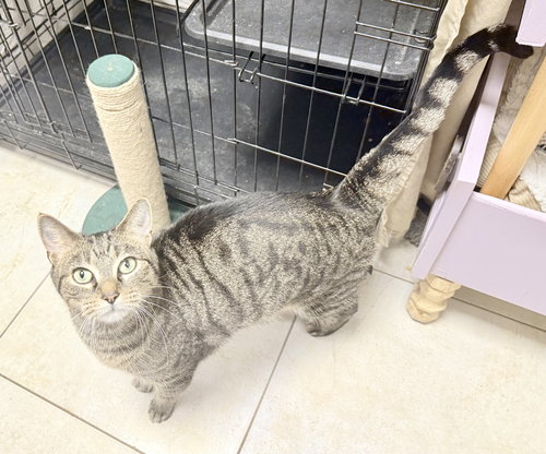 PETER PAN - Domestic Short Hair available for adoption