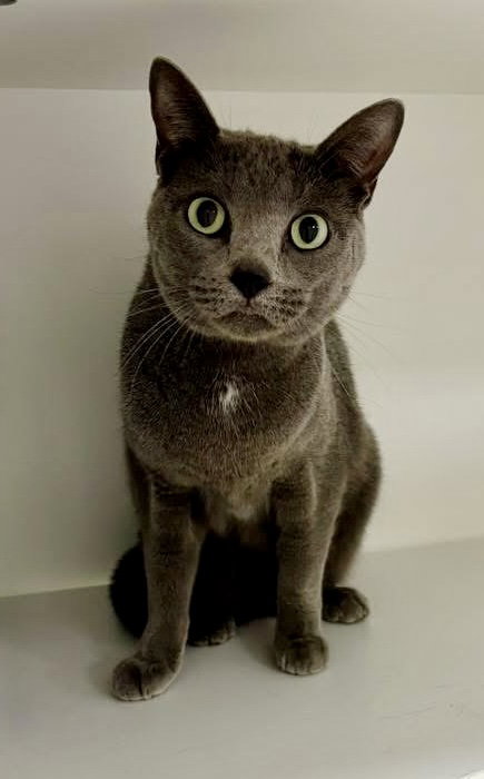 OLIVE LOAF - Domestic Short Hair available for adoption