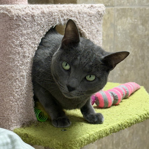 OLIVE LOAF - Domestic Short Hair available for adoption