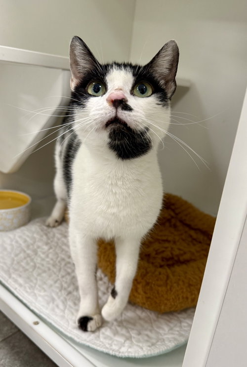 TENCHIE M - Domestic Short Hair available for adoption