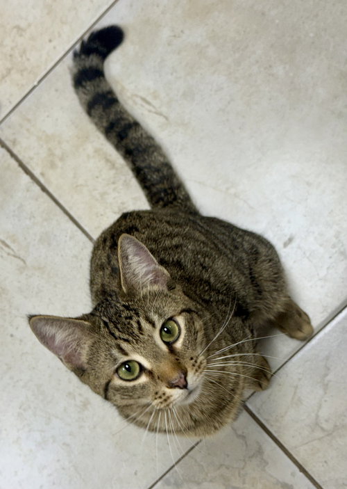 RANKINE - Domestic Short Hair available for adoption
