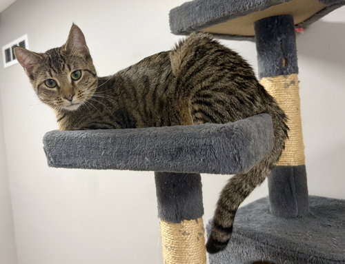 RANKINE - Domestic Short Hair available for adoption