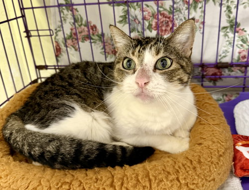 LADY BYRD - Domestic Short Hair available for adoption