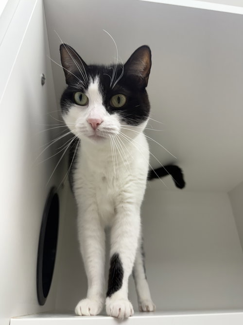 CHRISTMAS TREE - Domestic Short Hair available for adoption