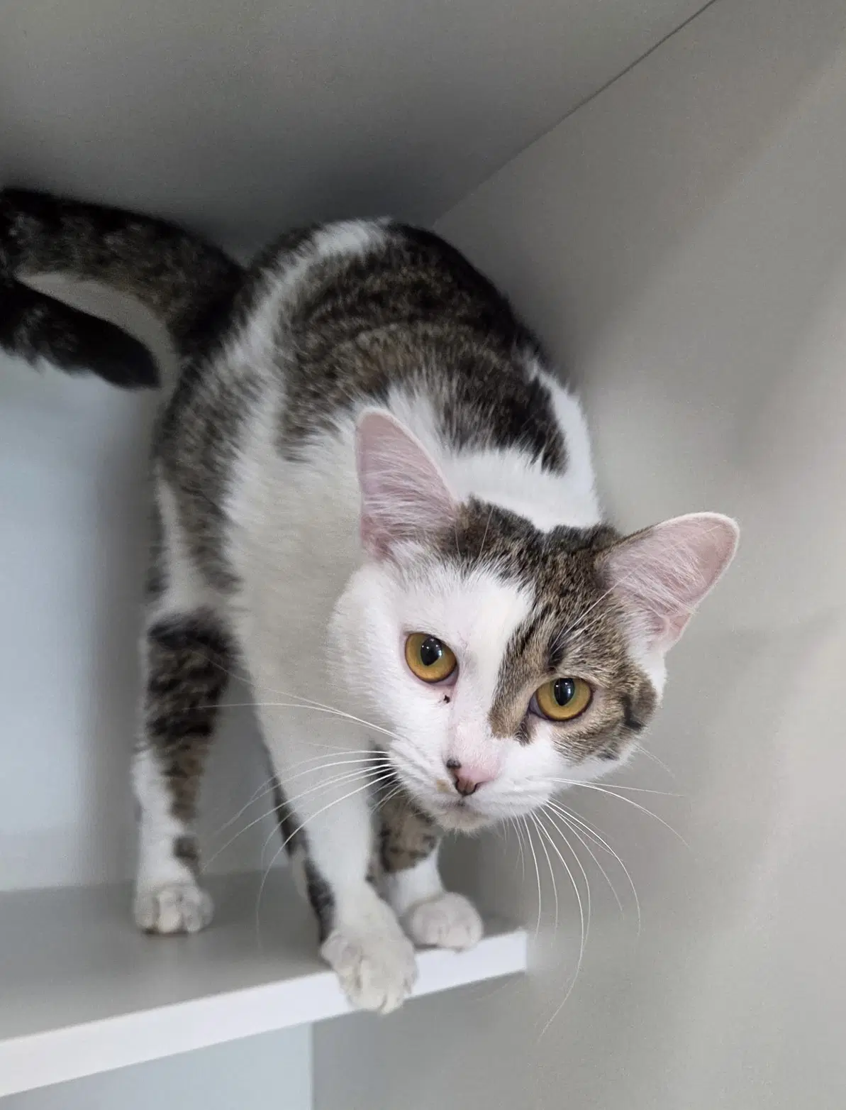 Balsam - Domestic Short Hair