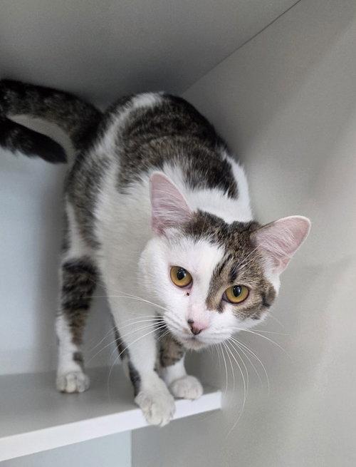 Balsam, Domestic Short Hair