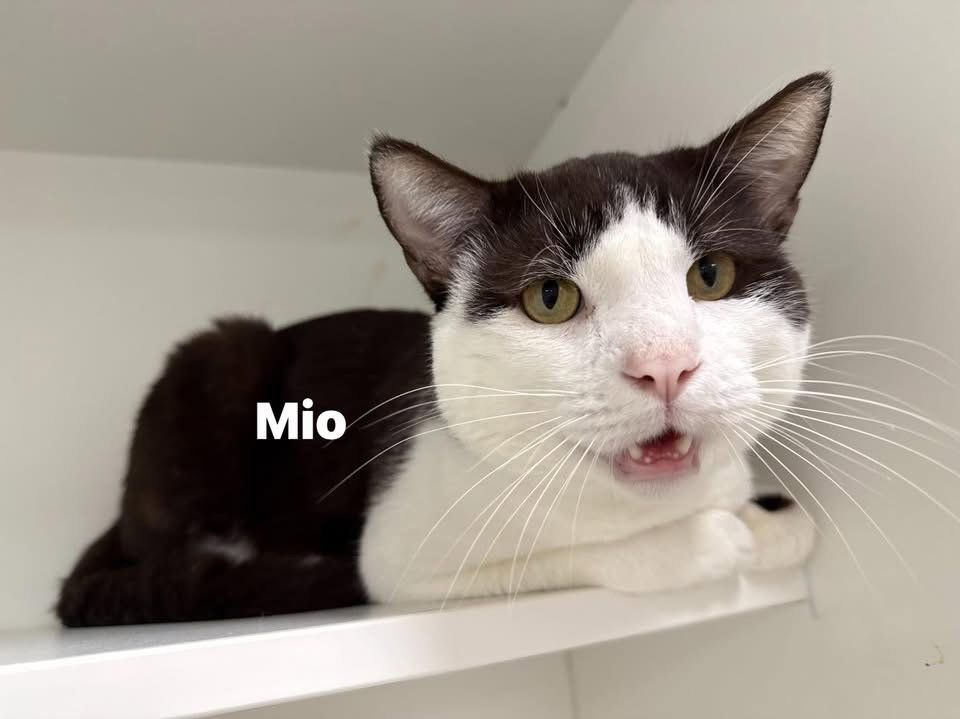 Mio Diaz