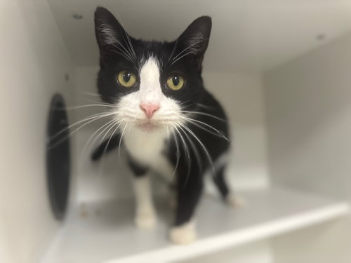 ITALIAN YO - Domestic Short Hair available for adoption
