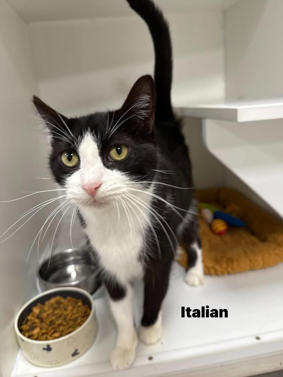 Italian Yo Image