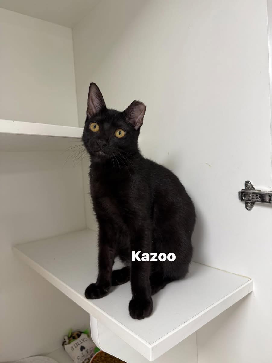 Kazoo Image