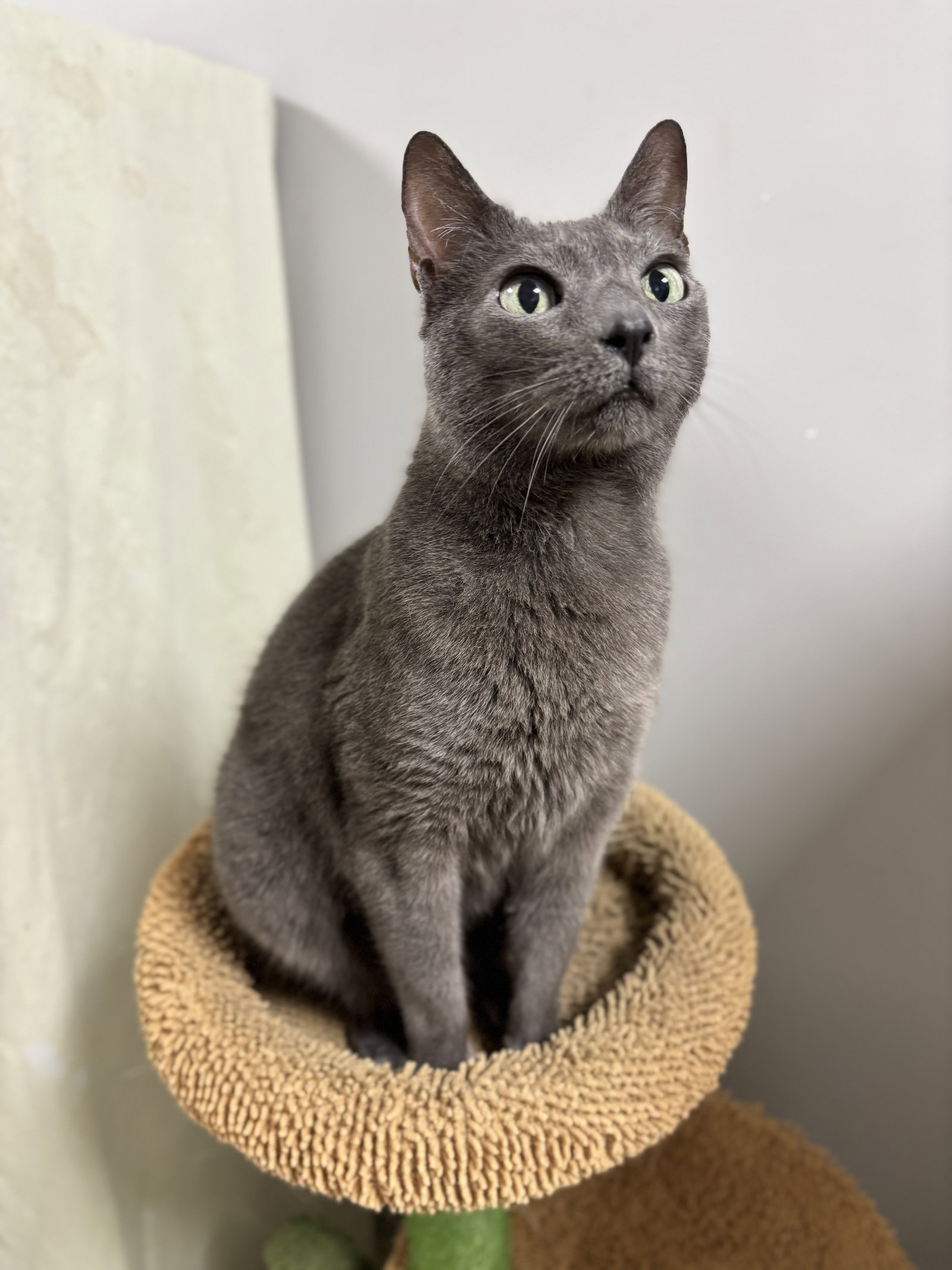 Natasha Image