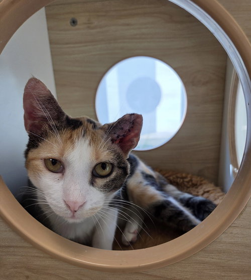 Albanian Yo, an adoptable Domestic Short Hair in Melbourne, FL