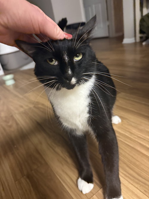 Jack Be Nimble, an adoptable Domestic Short Hair in Melbourne, FL
