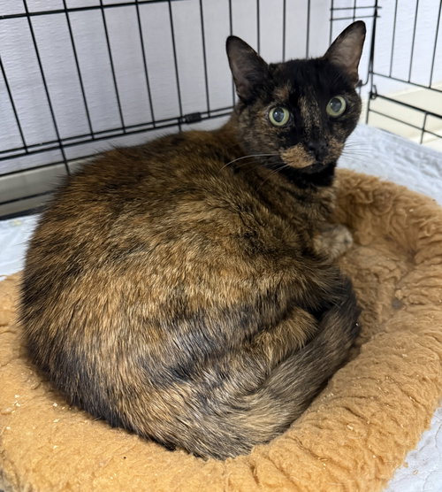 Cove, Adult Domestic Short Hair / Mixed (short coat), cat for adoption in St. Cloud, Florida