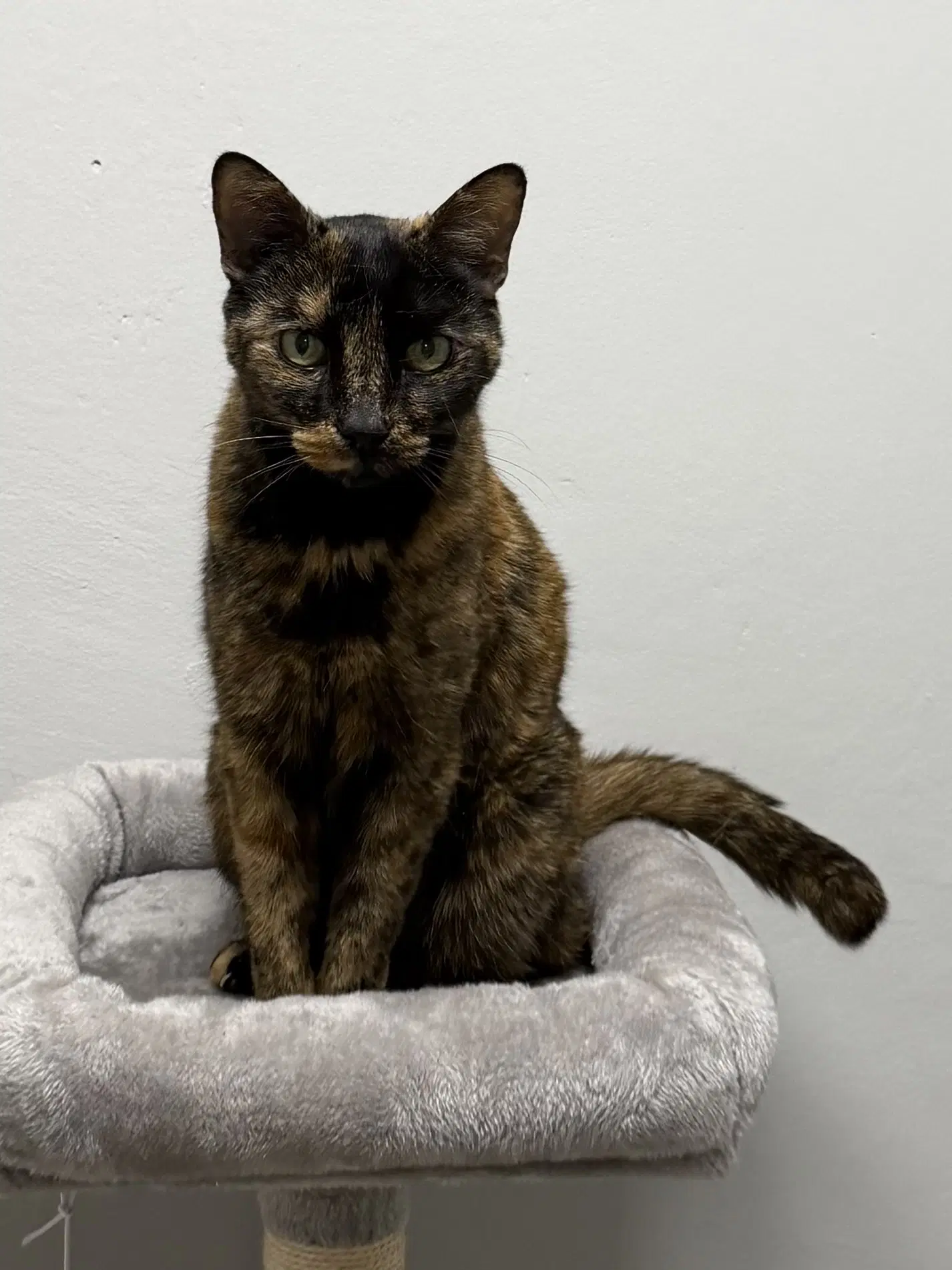 Cove - Domestic Short Hair