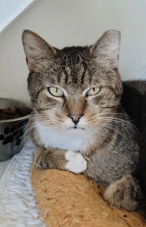 Andy Yo, an adoptable Domestic Short Hair in Melbourne, FL