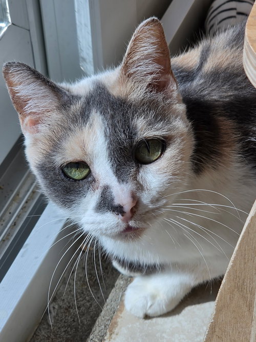 Annie Yo, an adoptable Domestic Short Hair in Melbourne, FL