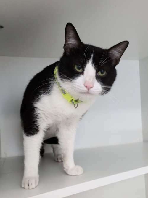 Fiedel McKelvey, Adult Domestic Short Hair / Mixed (short coat), cat for adoption in St. Cloud, Florida