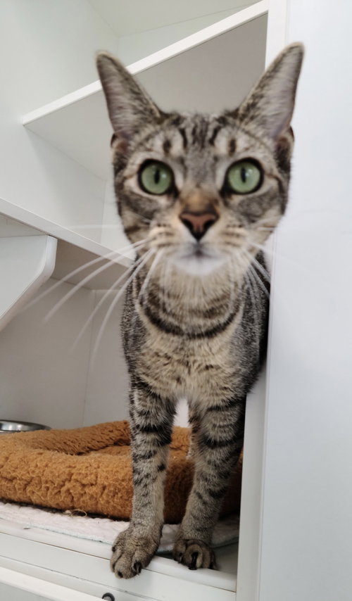 Paradise Point, an adoptable Domestic Short Hair in Melbourne, FL