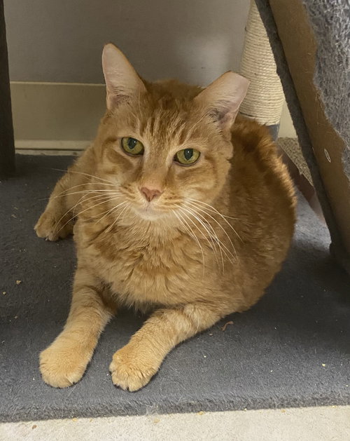 Rumi, an adoptable Domestic Short Hair in Melbourne, FL