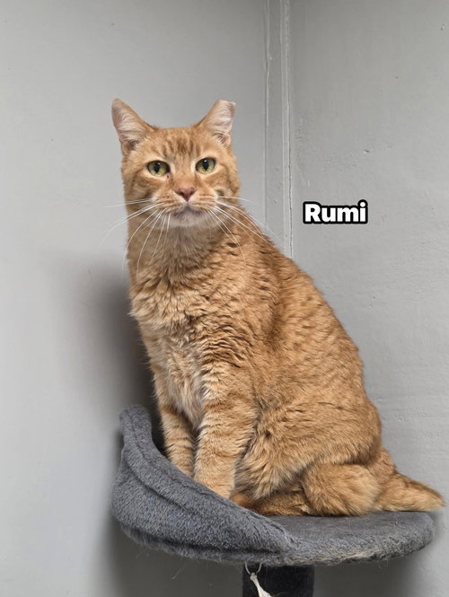 RUMI - Domestic Short Hair for adoption in Melbourne