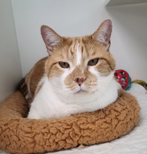 Reginald, an adoptable Domestic Short Hair in Melbourne, FL