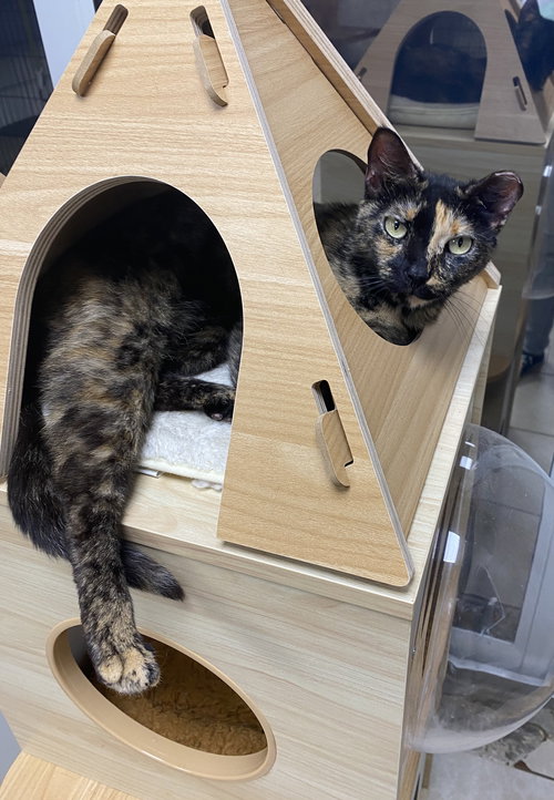 Rosie Yo, an adoptable Domestic Short Hair in Melbourne, FL