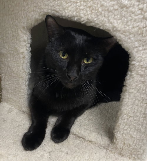 Jahan Yo, Adult Domestic Short Hair / Mixed (short coat), cat for adoption in St. Cloud, Florida