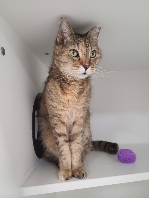 Grams CC, Senior Domestic Short Hair / Mixed (short coat), cat for adoption in St. Cloud, Florida