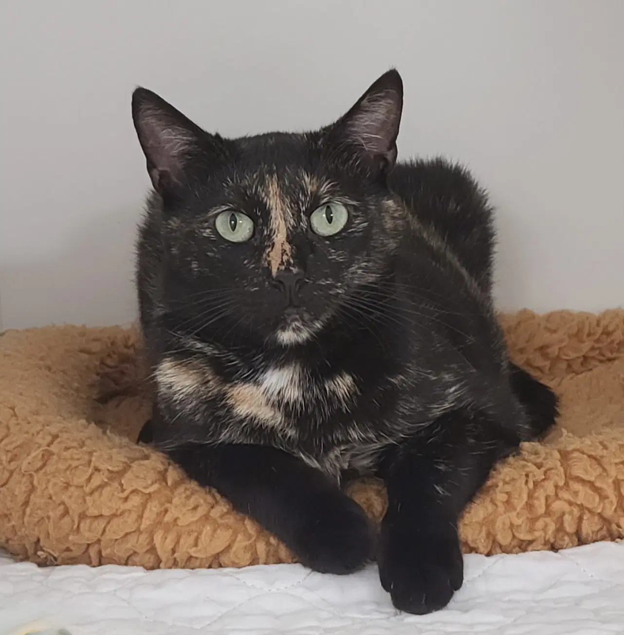Torbatty - Domestic Short Hair