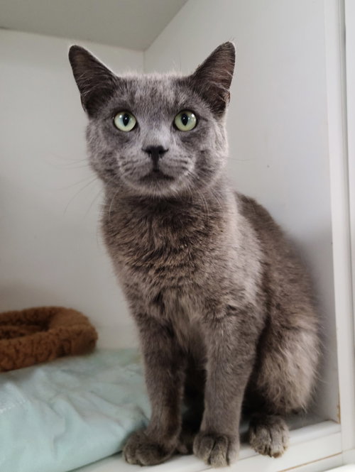 Silver CC, Domestic Short Hair / Mixed, cat for adoption in St. Cloud, Florida