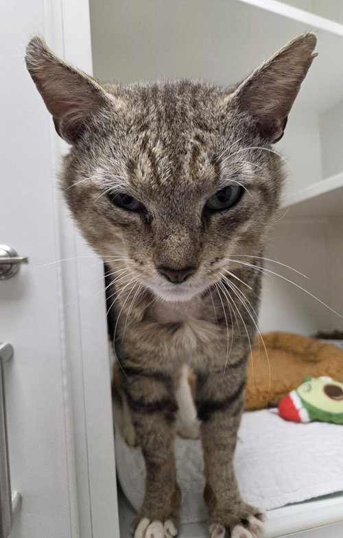Aloe CC, an adoptable Domestic Short Hair in Melbourne, FL