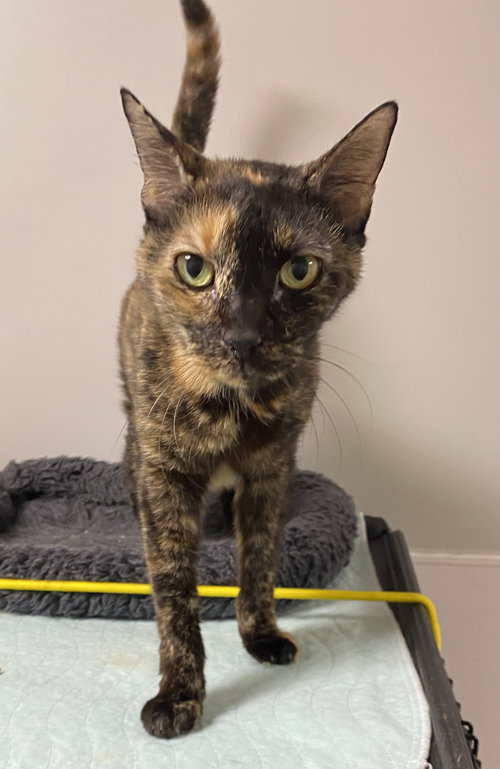 Honey Mustard, an adoptable Domestic Short Hair in Melbourne, FL